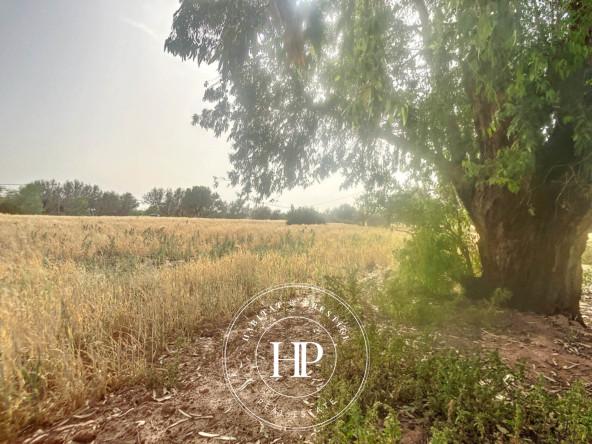 Vente-immobilière-Terrain-90Dhs-M²-route-ait-ourir-3